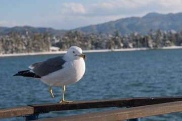 Dove stands on a brown wood beside the river to find food.