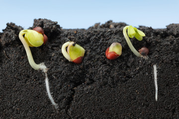 Macro of kale growing seeds in field