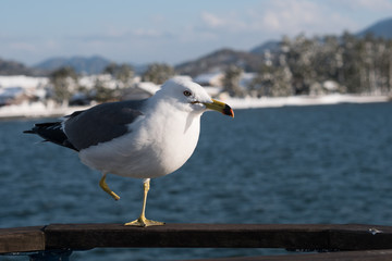 Dove stands on a brown wood beside the river to find food.