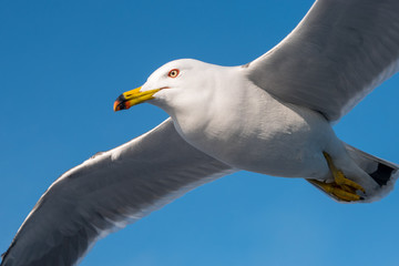 White dove flying on a blue sky background and clipping path.