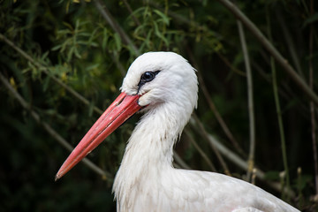 Storch von Seite