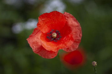 The Red poppy, a perennial herbaceous flowering plant in the poppy family Papaveraceae, often grown for the colourful petals and a symbol of remembrance of World War 1
