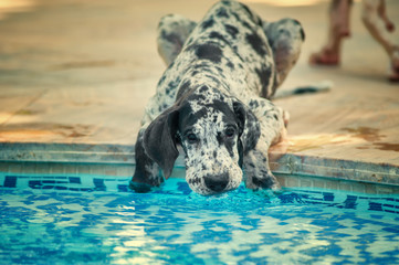 Great dane dog drinking water in a pool