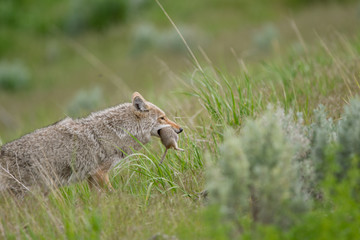 Coyote con la preda nel parco nazionale di Yellowstone in Wyoming
