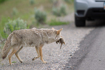 Coyote con la preda nel parco nazionale di Yellowstone in Wyoming