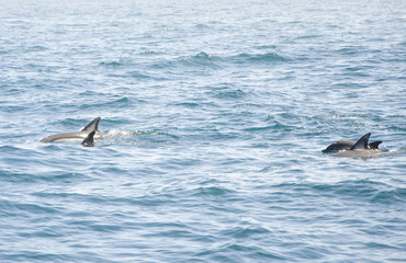 Fototapeta premium Dolphins in a natural environment. Algarve, Portugal