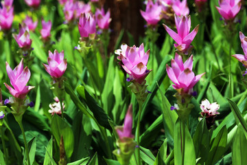 Curcuma sessilis gage or Curcuma sessilis (Clove flowers, Siam Tulip) blooming in the tropical rain forest of Thailand. 