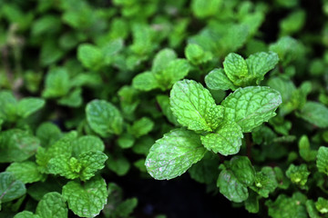 Spearmint (Mentha spicata) or peppermint herbal or seasoning plant growing in the garden. © settapong