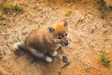 Portrait of pretty red shiba inu puppy sitting outside on the ground and looking to the camera