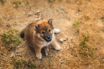 Portrait of cute red shiba inu puppy sitting outside on the ground and looking to the camera