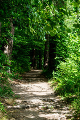 A dirt path leading into a green forrest with trees either side
