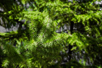 Fototapeta na wymiar Pine branch in the forest, soft focus