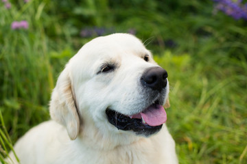 Close-up portrait of cute and happy golden retriever in the green grass and flowers background
