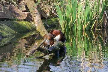 Enten im Teich im Bergzoo Halle Saale