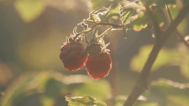 Raspberry on branch in garden. Large juicy ripe raspberries on branches, sunny summer day. Close up view of a ripe red raspberry fruit.