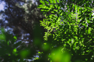 Sonnenlicht durch die Blätter der Eberesche