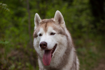 Close-up portrait of dog breed siberian husky with tonque hanging out sitting in the forest