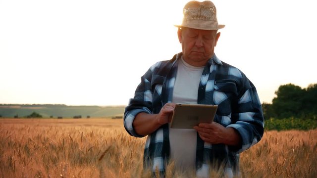 Adult farmer with portable tablet computer in wheat field at sunset using specialized app. Modern farming concept, advanced technology in agriculture.