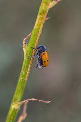 Lachnaia sexpunctata. Beetle six points in their natural environment.