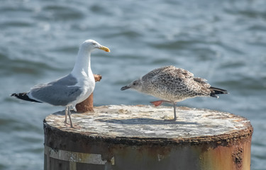 Möwe mit aufmüpfigem Nachwuchs