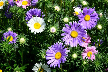 Lila und rosafarbene Astern in einem Blumenbeet im Garten