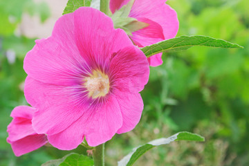 The flower of mallow. Candid.