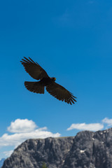 A BIRD SOARING ABOUT THE ITALIAN DOLOMITES