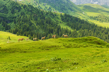 Horses and the stunning mountains in the Italian Dolomites, part of the European Alps in summer