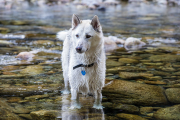 cane husky siberiamn alaskan malamute in acqua nel torrente