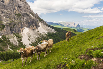 Fototapeta na wymiar Cows grazing on the stunning mountains in the Italian Dolomites, part of the European Alps in summer