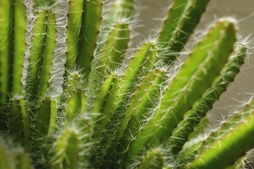 Close up of a cactus