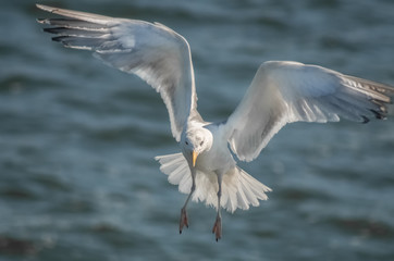 Möwe im Flug