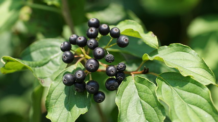 schwarze Johannisbeeren Nahaufnahme