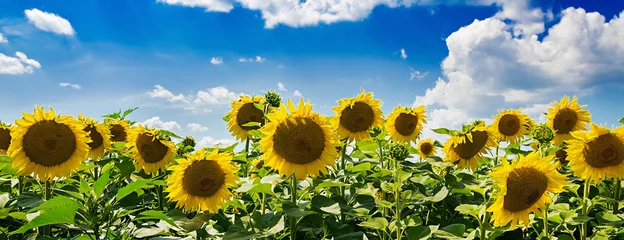 Foto op Plexiglas Field with sunflowers against the blue sky. Beautiful landscape. Banner © timolina