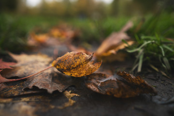 wet fallen autumn leaves on ground in mid october closeup low angle photo