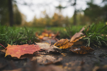 wet fallen autumn leaves on ground in mid october closeup low angle photo