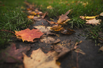 wet fallen autumn leaves on ground in mid october closeup low angle photo