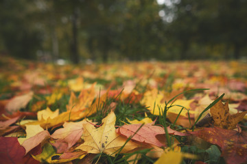 Naklejka na ściany i meble fallen autumn leaves on ground in mid october closeup low angle photo