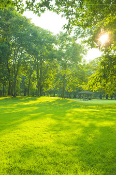 Early Morning Park