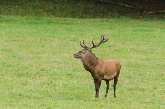 Cerf &eacute;laphe dans une prairie