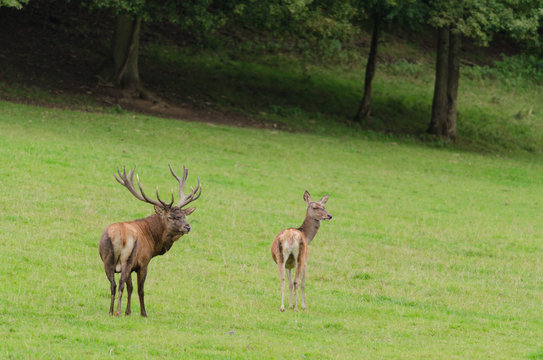 Cerf &eacute;laphe dans une prairie