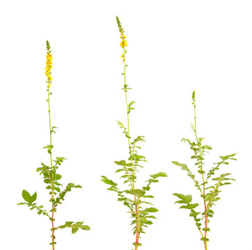Agrimonia eupatoria, agrimony, church steeples or sticklewort. Isolated on white background