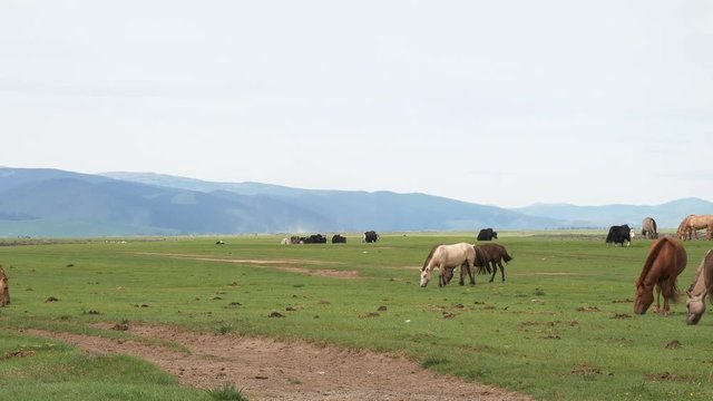A herd of Yaks and Horses in Mongolia.