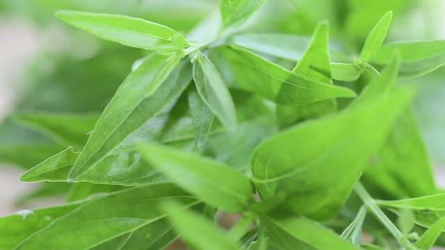 fresh kariyat herb plant rotation