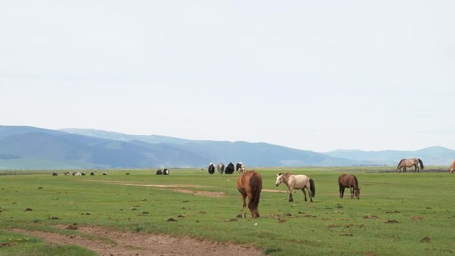 Mongolia Horses and Yaks