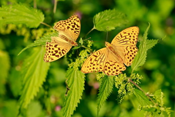 Obraz premium Silver-washed fritillary, Argynnis paphia, female and male, beautiful bright orange and black striped butterflies sitting on nettle in forest, sunny summer day, blurry green background