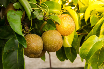 Branch with many Pyrus pyrifolia or Nashi growing in the tree. A rare type of pear native to East Asia. Outdoor scene with sunlight at sunset.