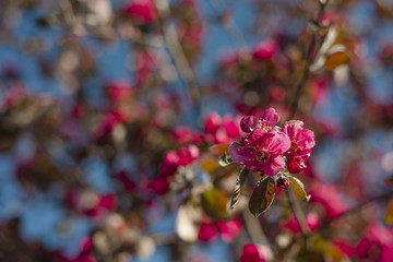 Apple pink flowers blossom.