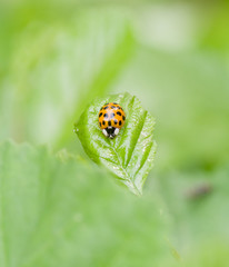 Coccinelle