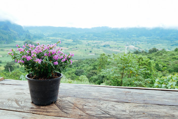 Flower pots are placed on the wooden floor to welcome the morning sun. Background is mountain view.